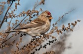 carduelis_flammea_flammea_m.jpg